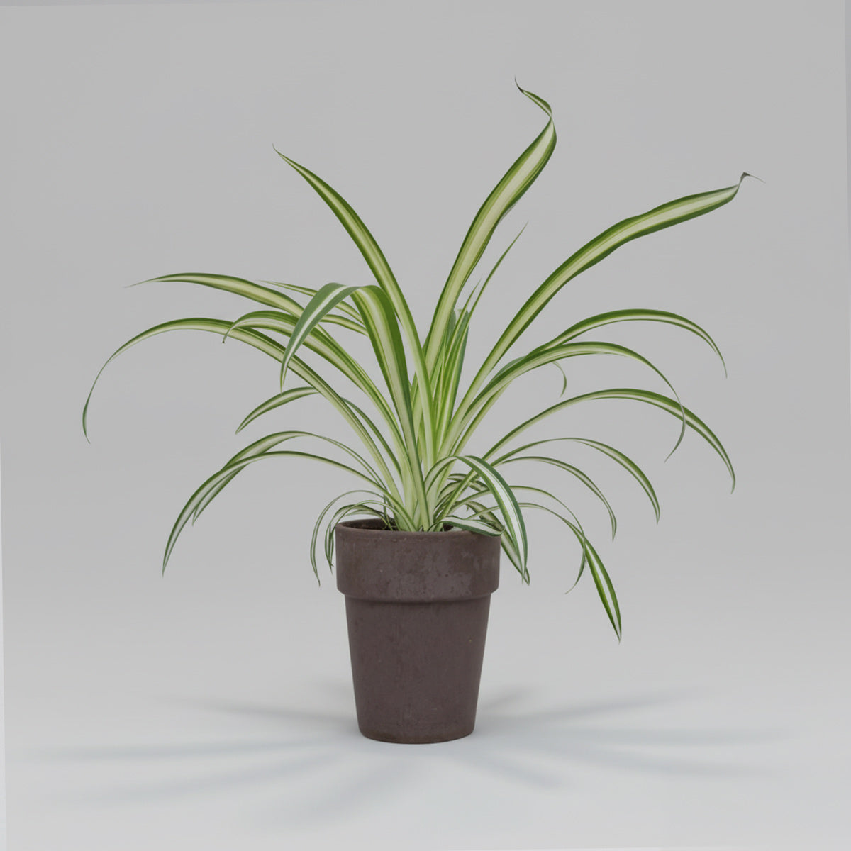 Chlorophytum comosum