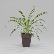 Chlorophytum comosum