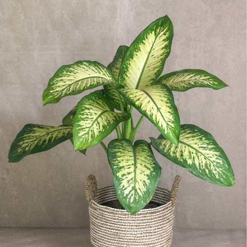 Dieffenbachia Seguine Tropic Snow