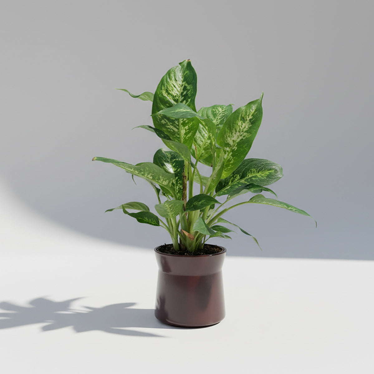 Dieffenbachia Compacta