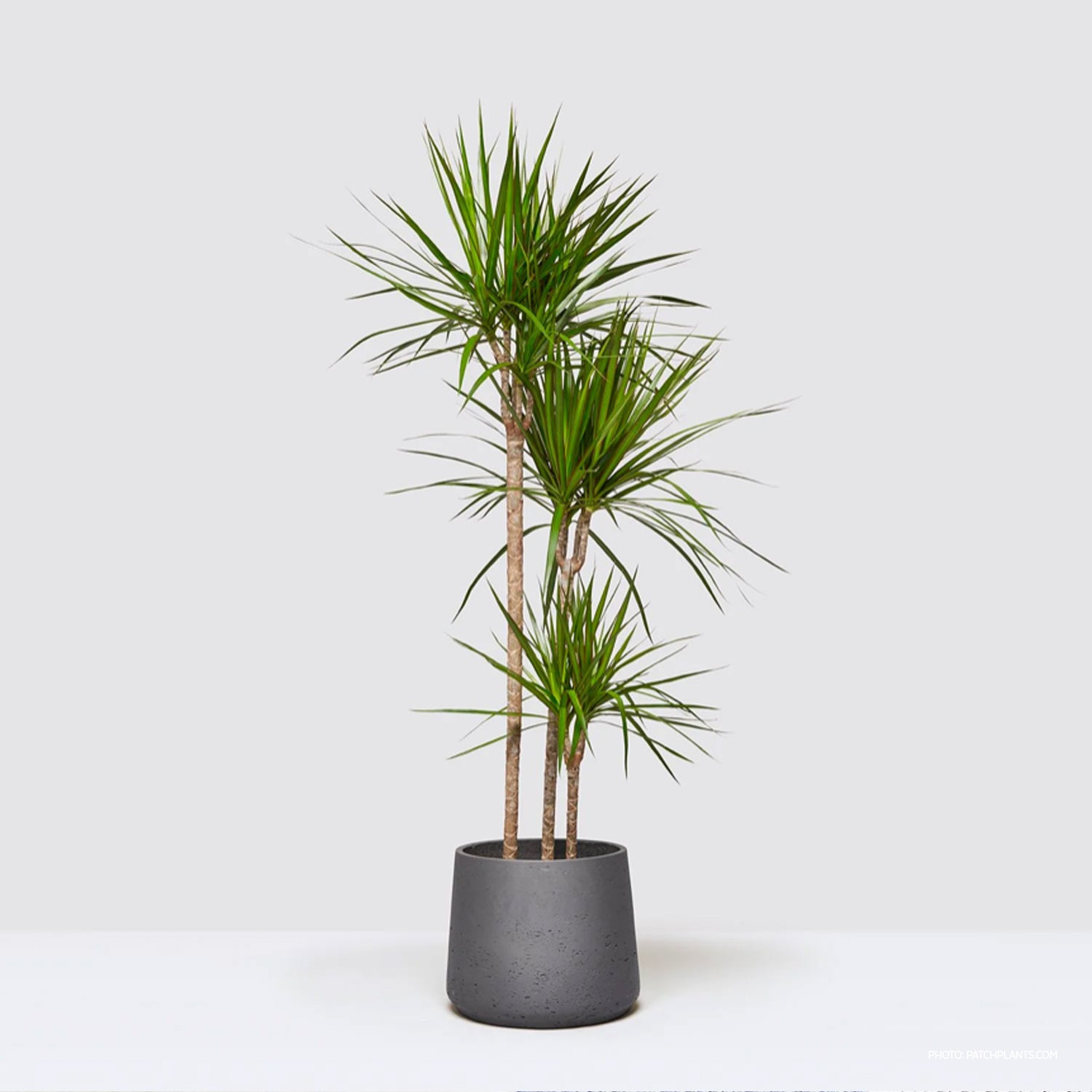 Dracaena Marginata
