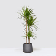 Dracaena Marginata