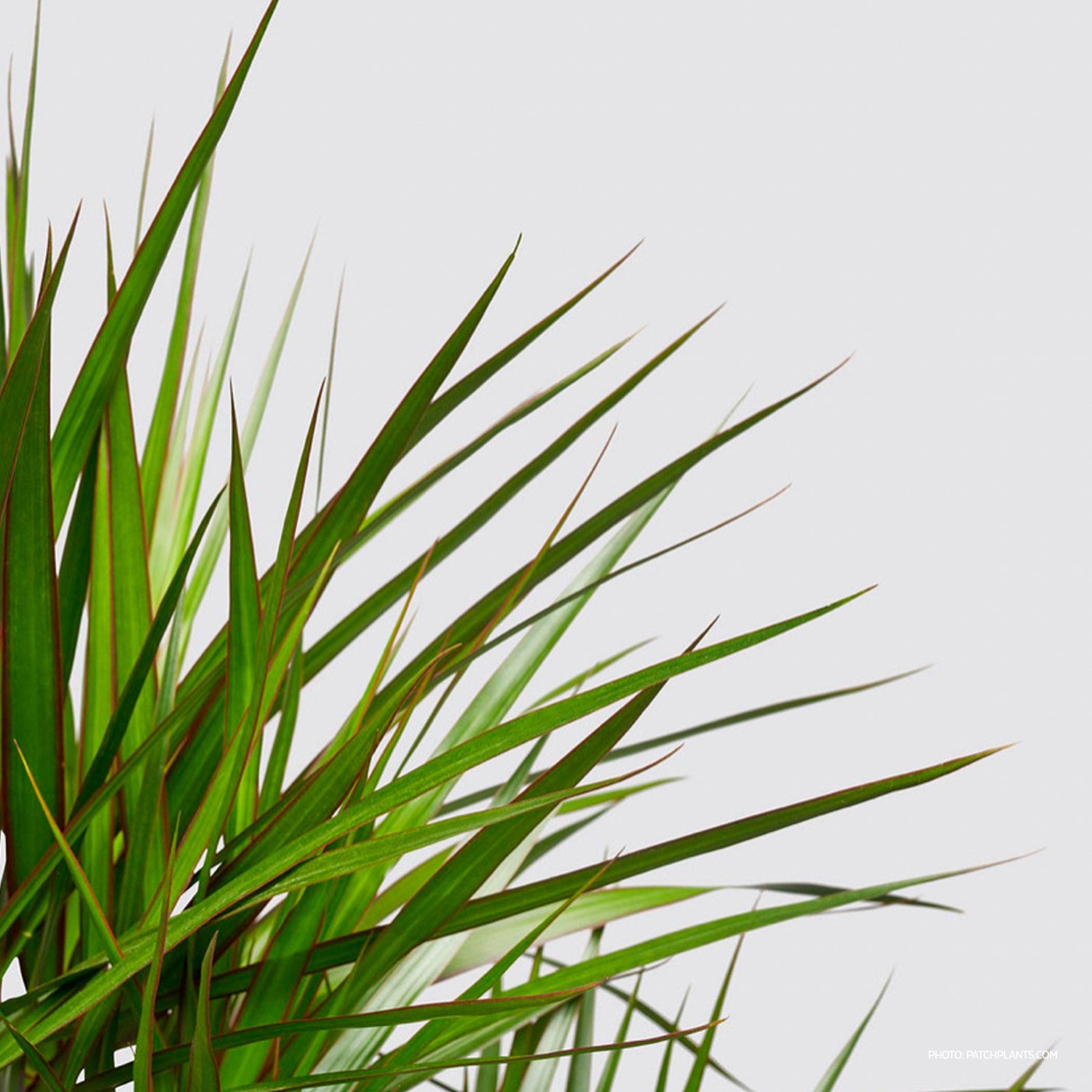 Dracaena Marginata
