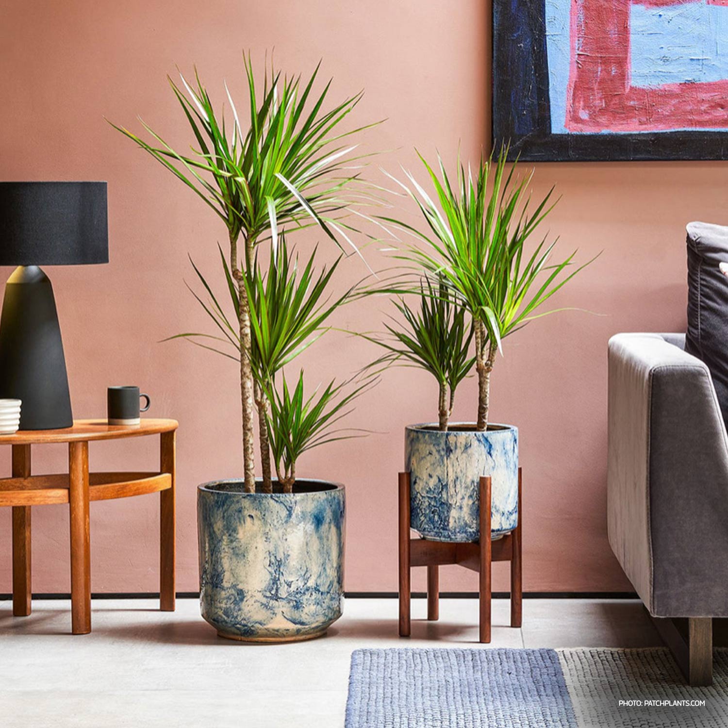 Dracaena Marginata