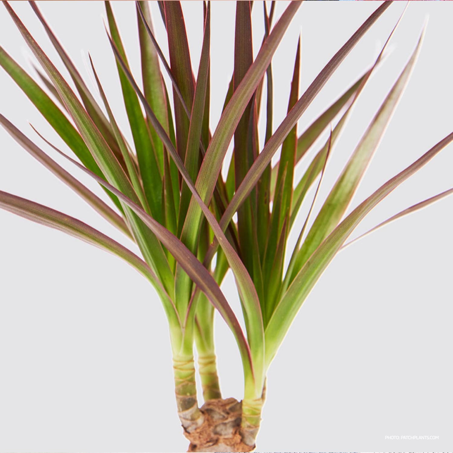 Dracaena Marginata