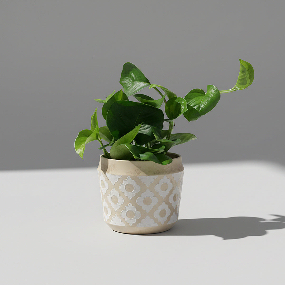 Epipremnum ‘Global Green’