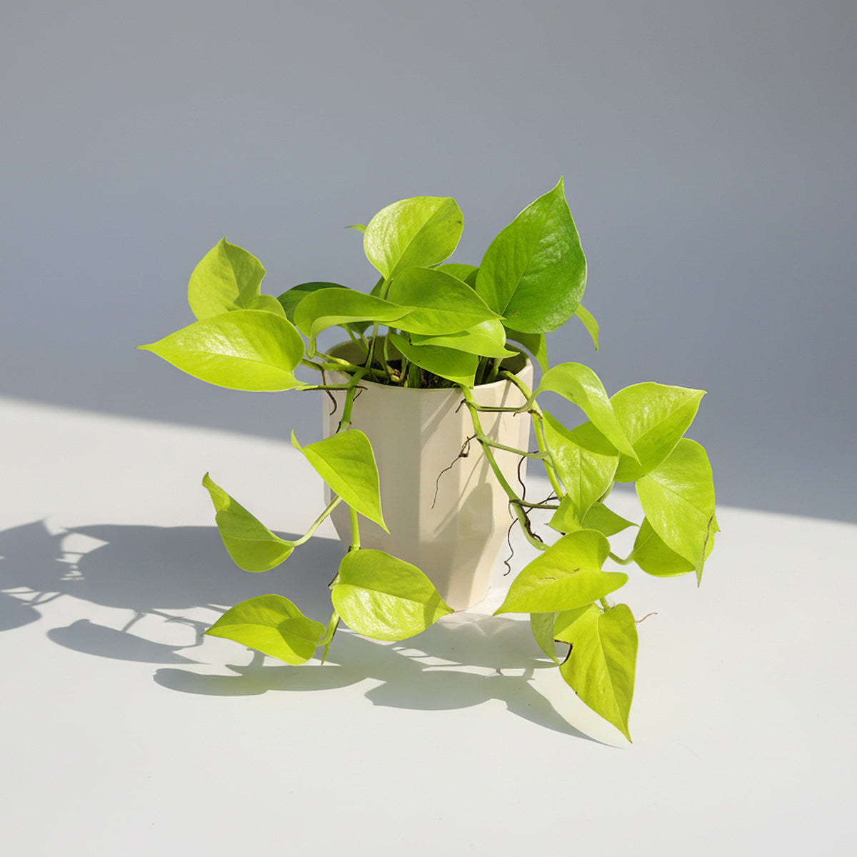 Epipremnum Neon "Golden Pothos" XL