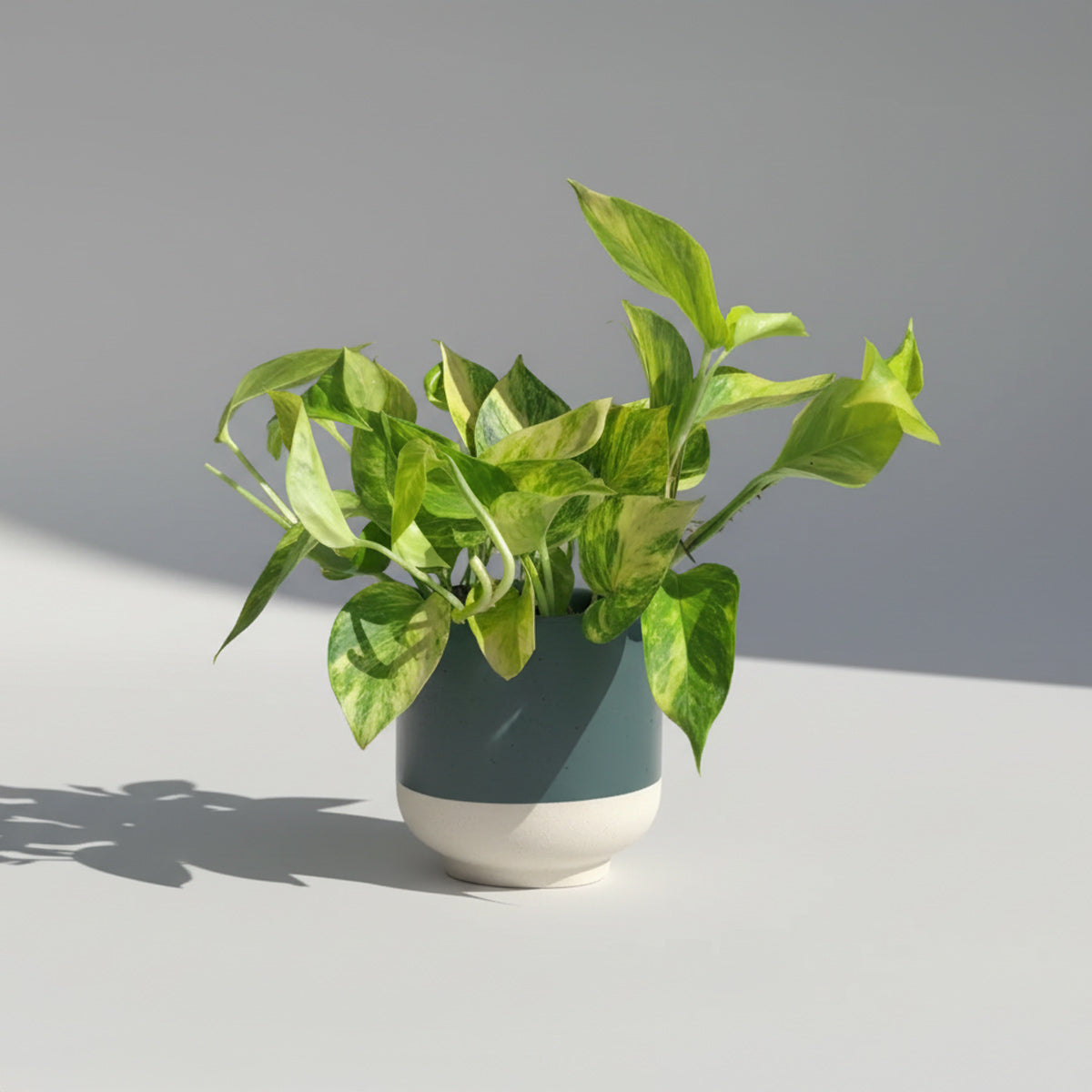 Epipremnum ‘Hicolor’