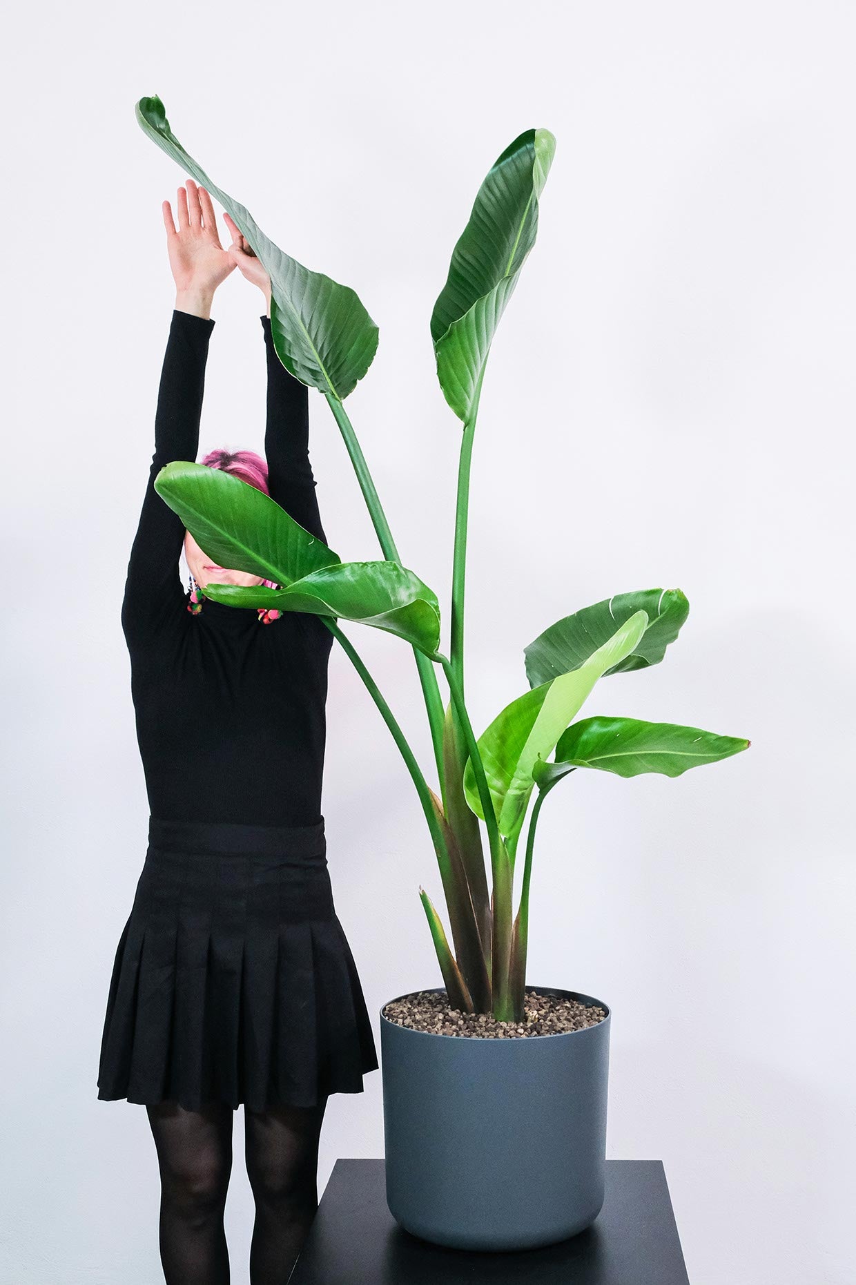 Strelitzia Nicolai