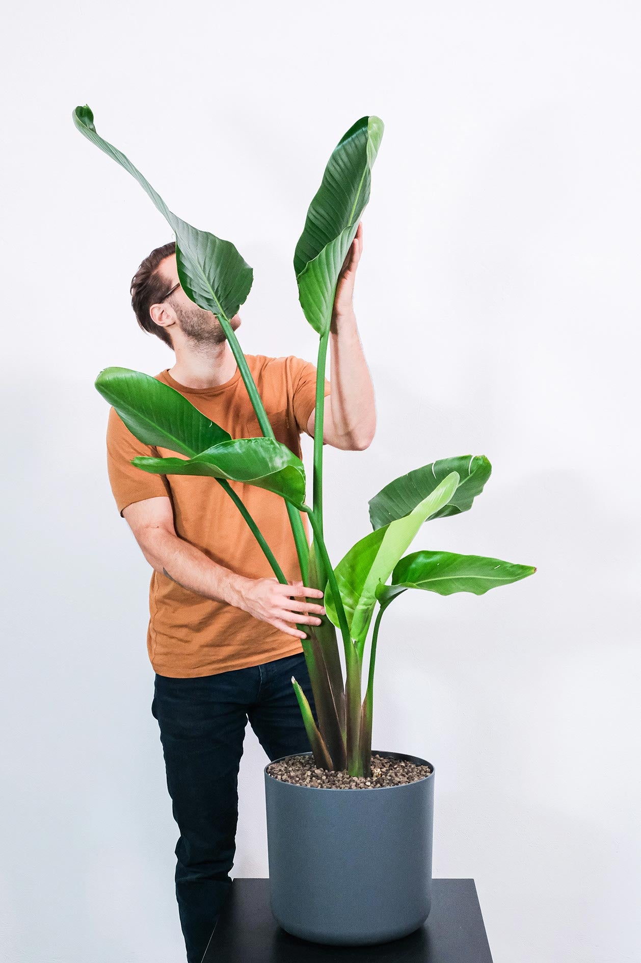 Strelitzia Nicolai