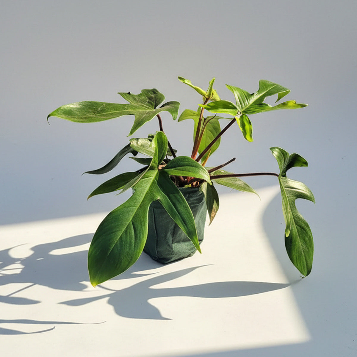 Philodendron Florida Green XL