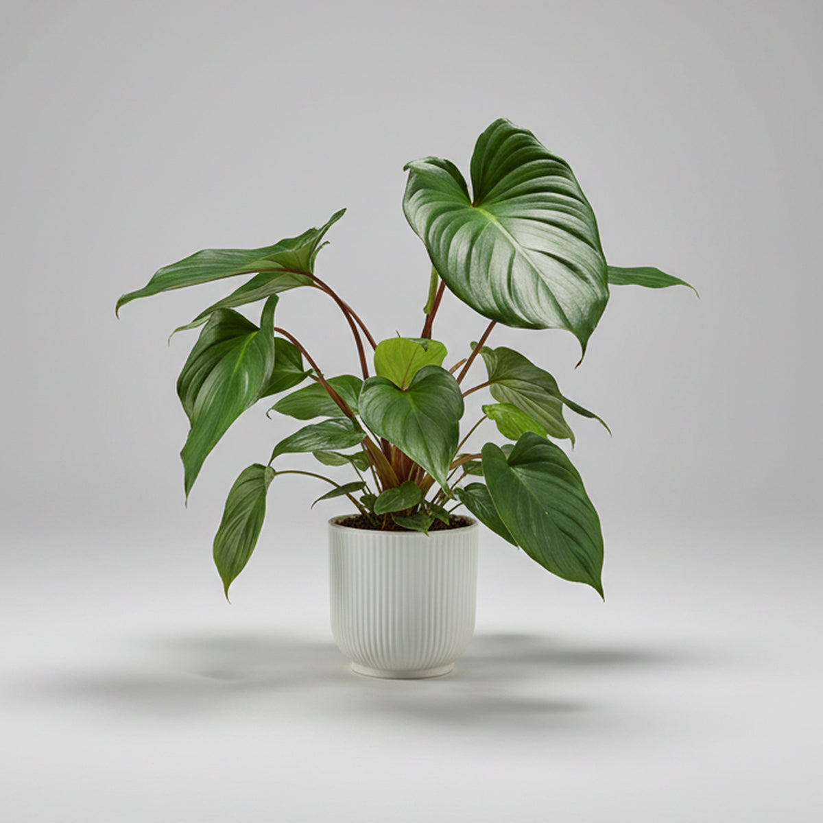 Homalomena rubescens 'Maggy'