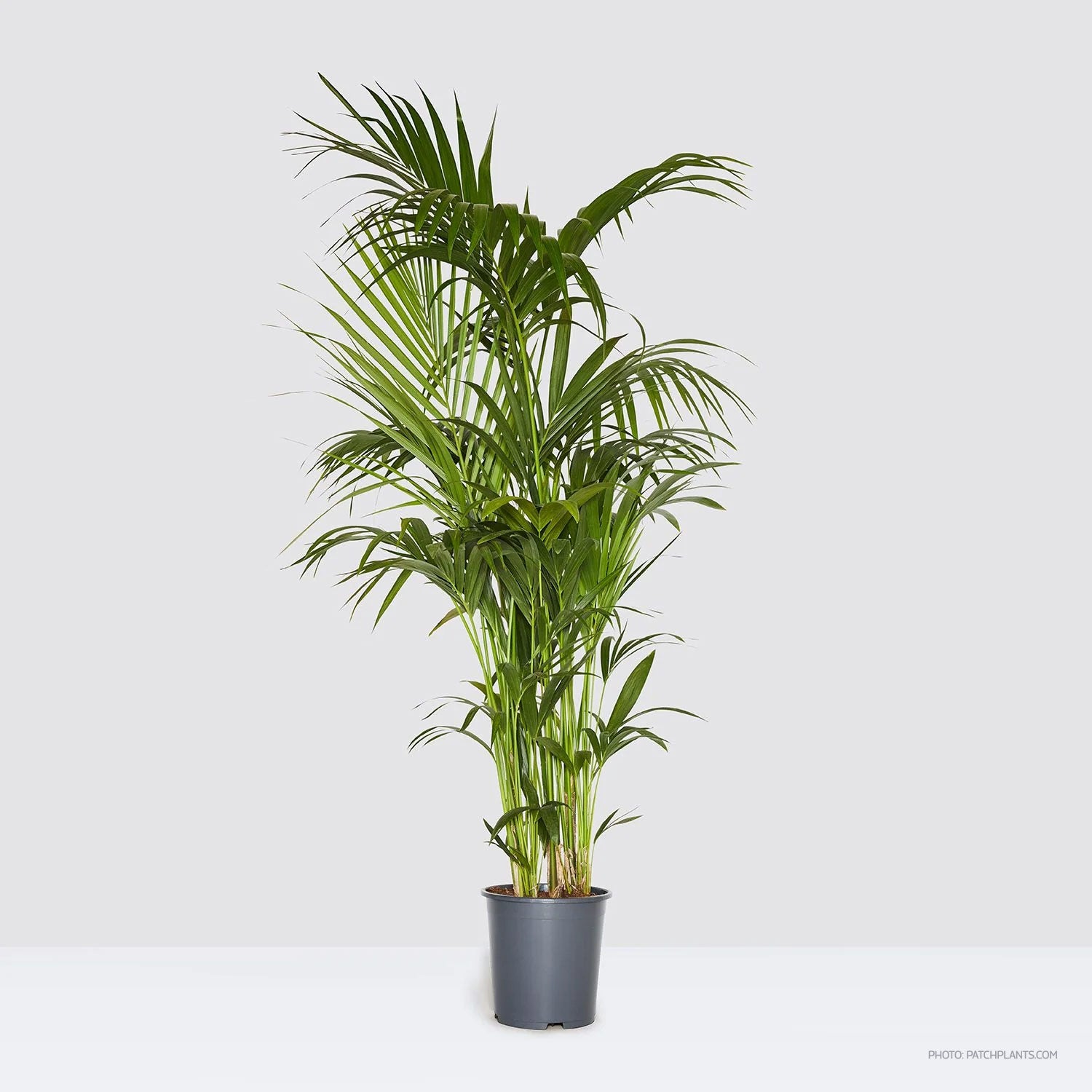 Howea Forsteriana
