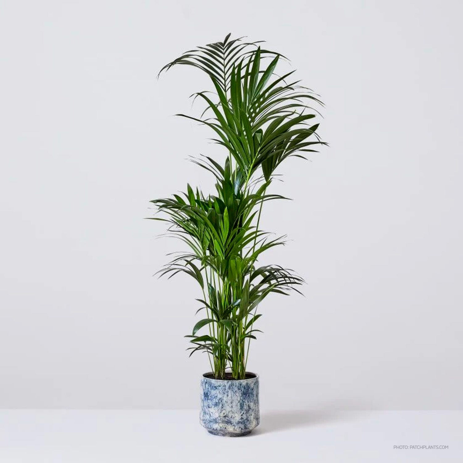 Howea Forsteriana