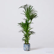 Howea Forsteriana