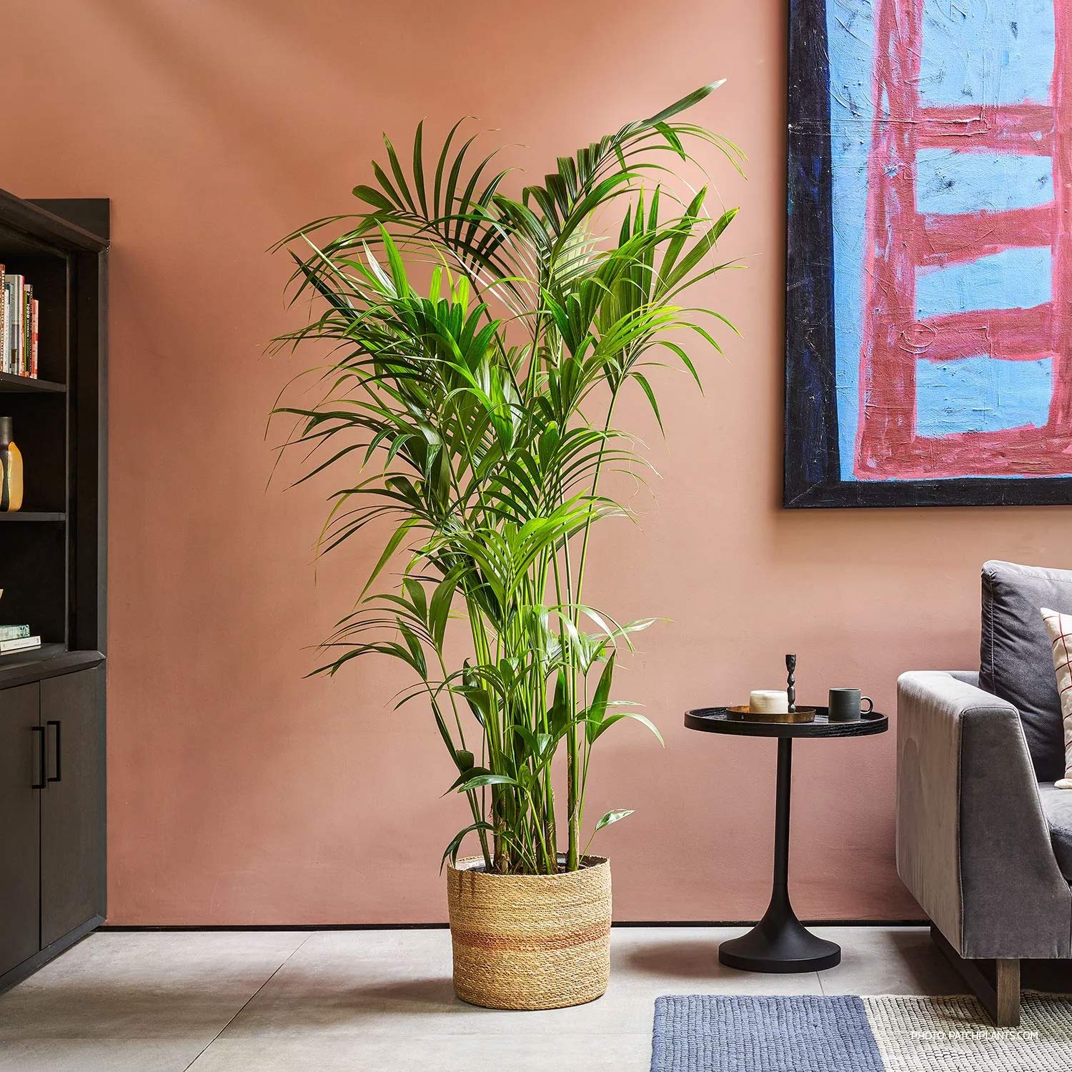 Howea Forsteriana