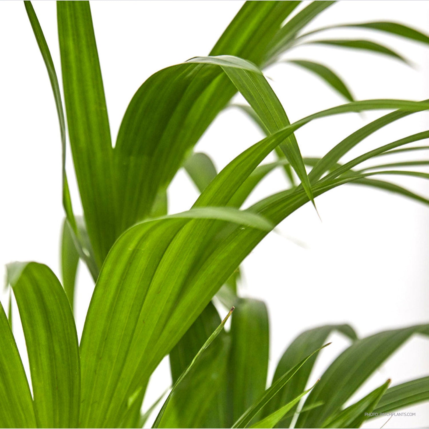 Howea Forsteriana
