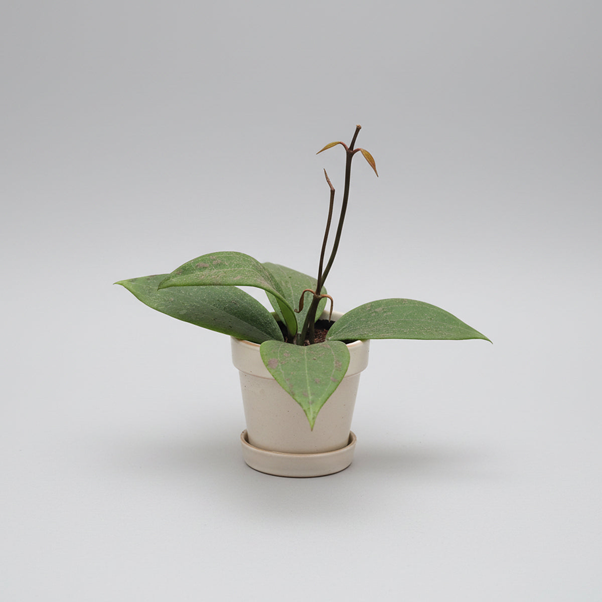 Baby Hoya verticillata ‘Wibergiae’