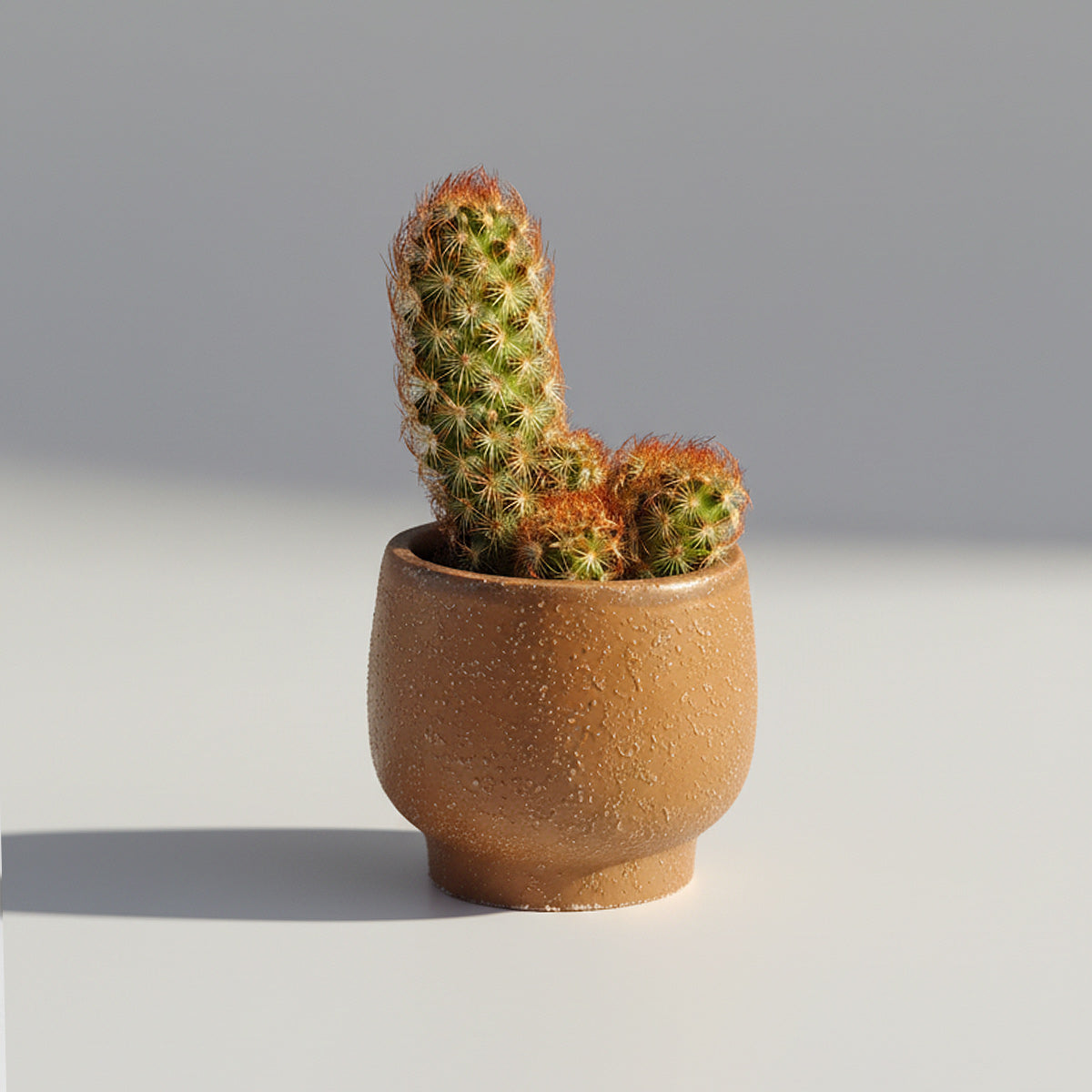 Mammillaria elongata