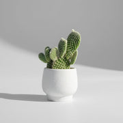 Opuntia microdasys var. albispina