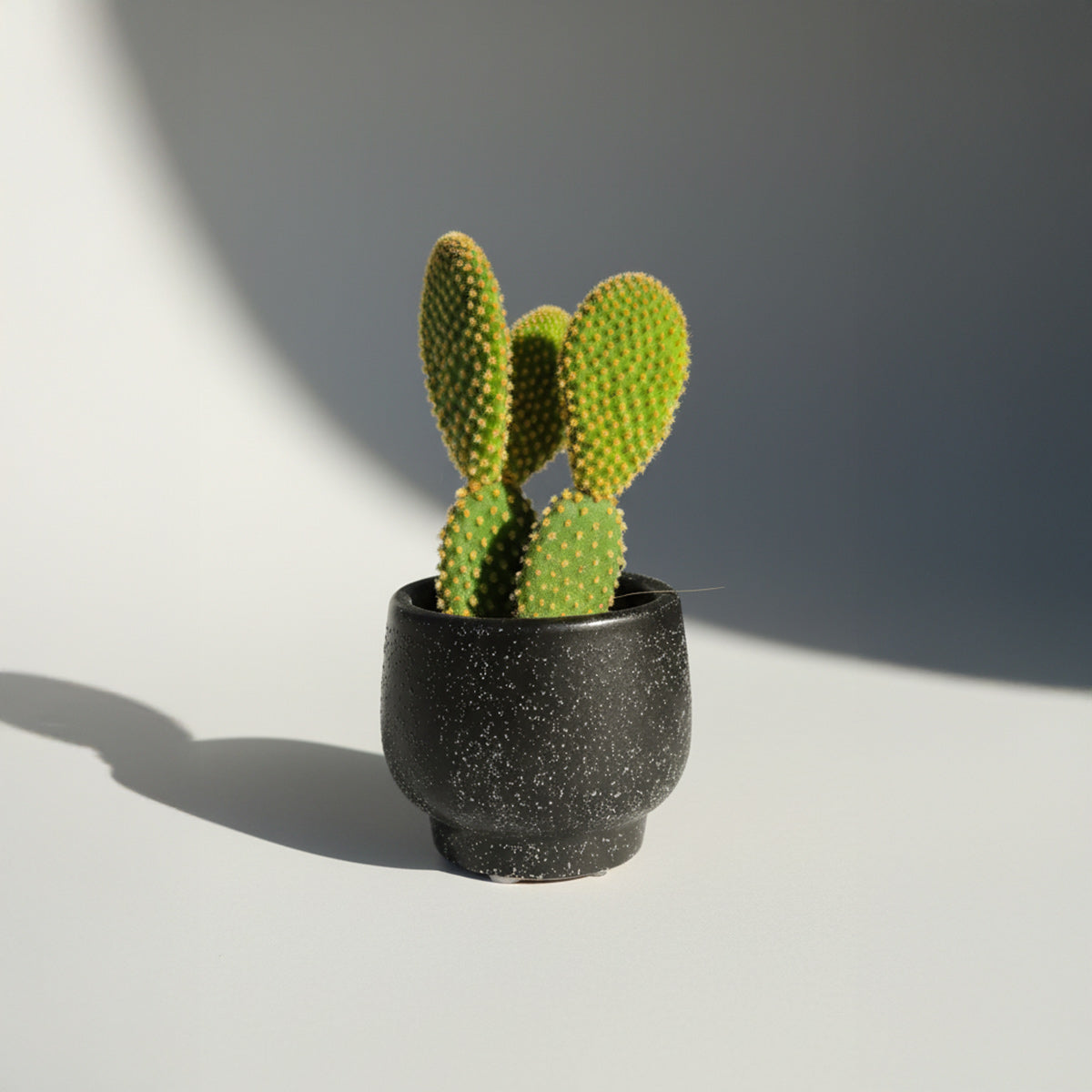 Opuntia microdasys var. pallida