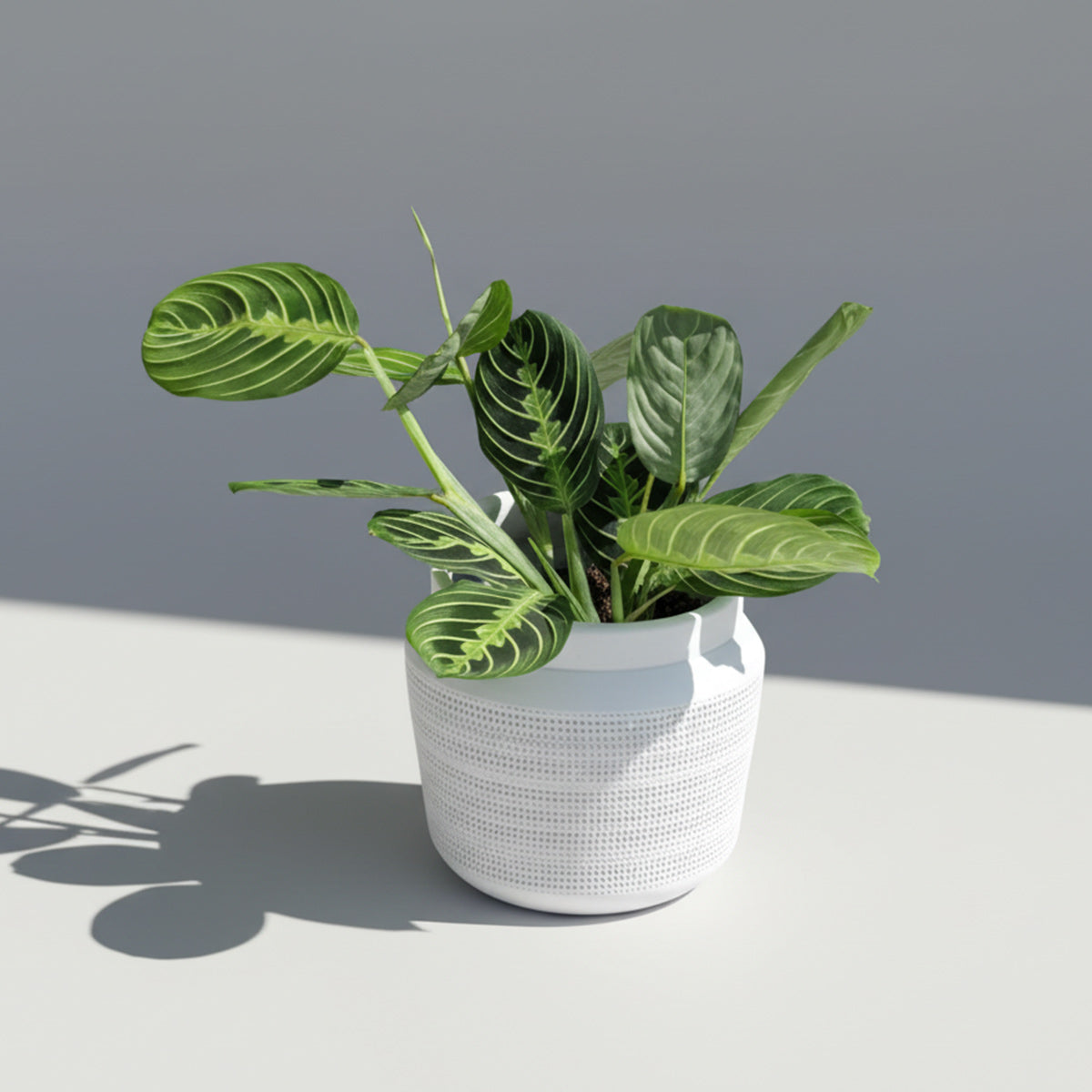 Maranta Leuconera 'Lemon Lime'