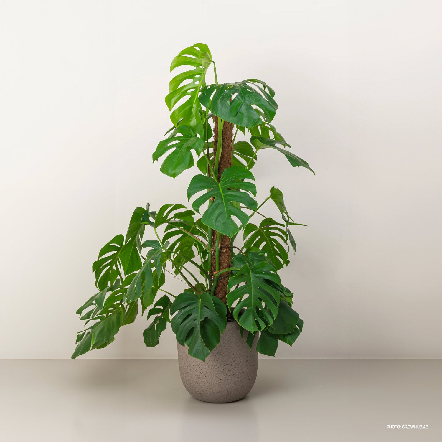 Monstera Deliciosa Pravá