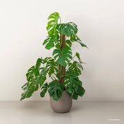 Monstera Deliciosa Pravá
