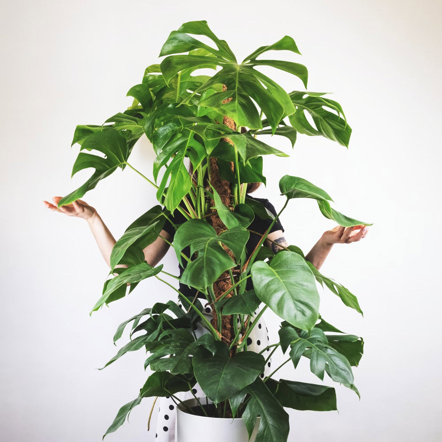 Monstera Deliciosa Pravá