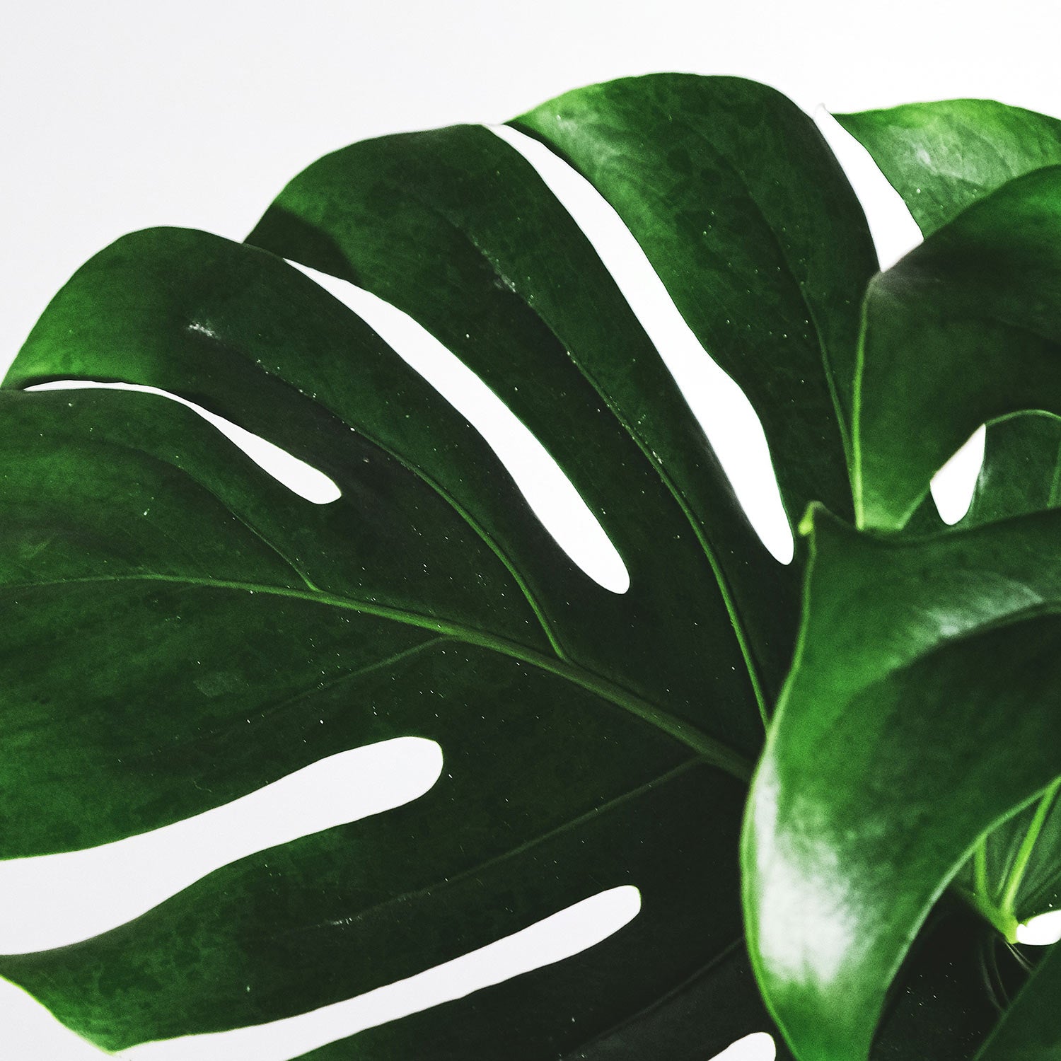 Monstera Deliciosa Pravá