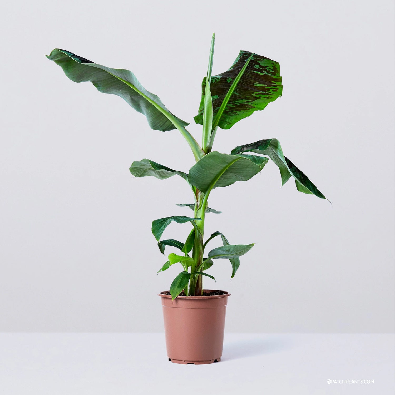Musa 'Dwarf Cavendish'