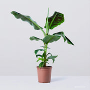 Musa 'Dwarf Cavendish'