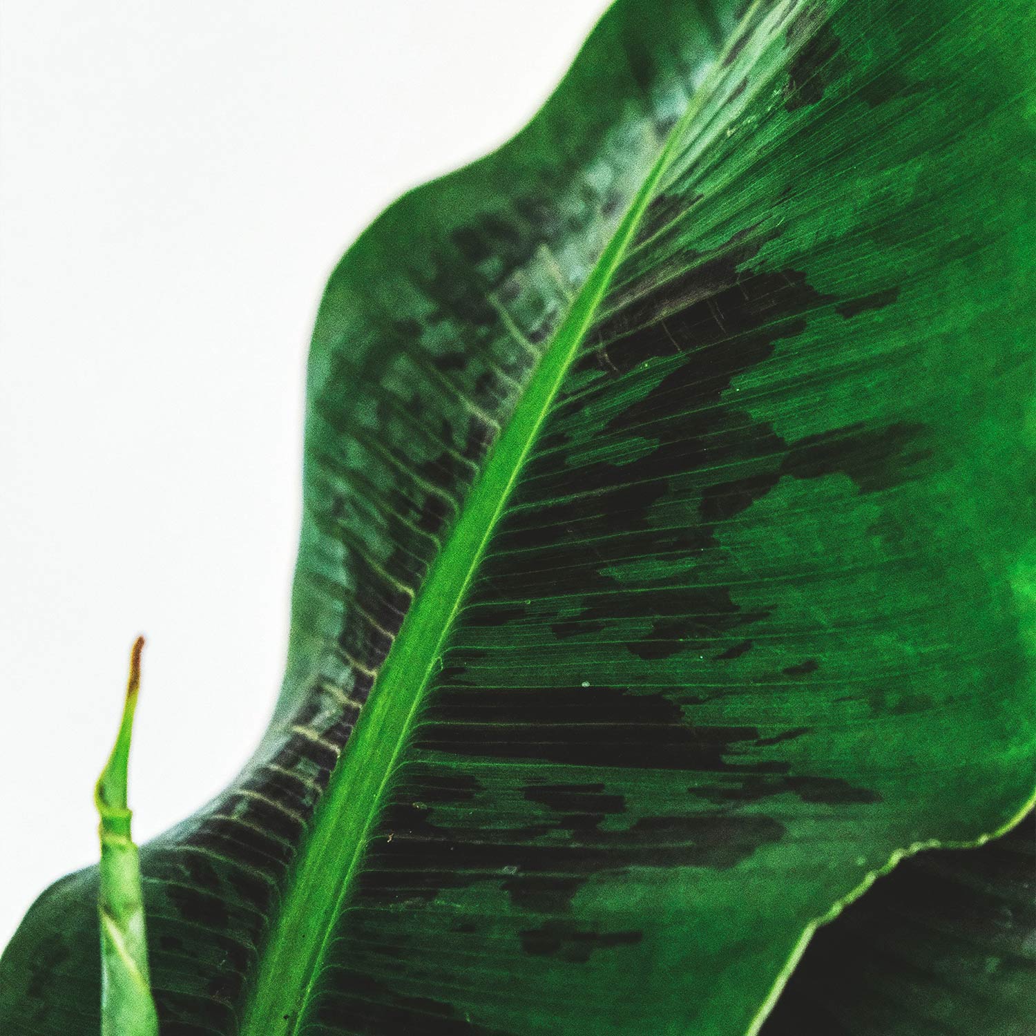 Musa 'Dwarf Cavendish'
