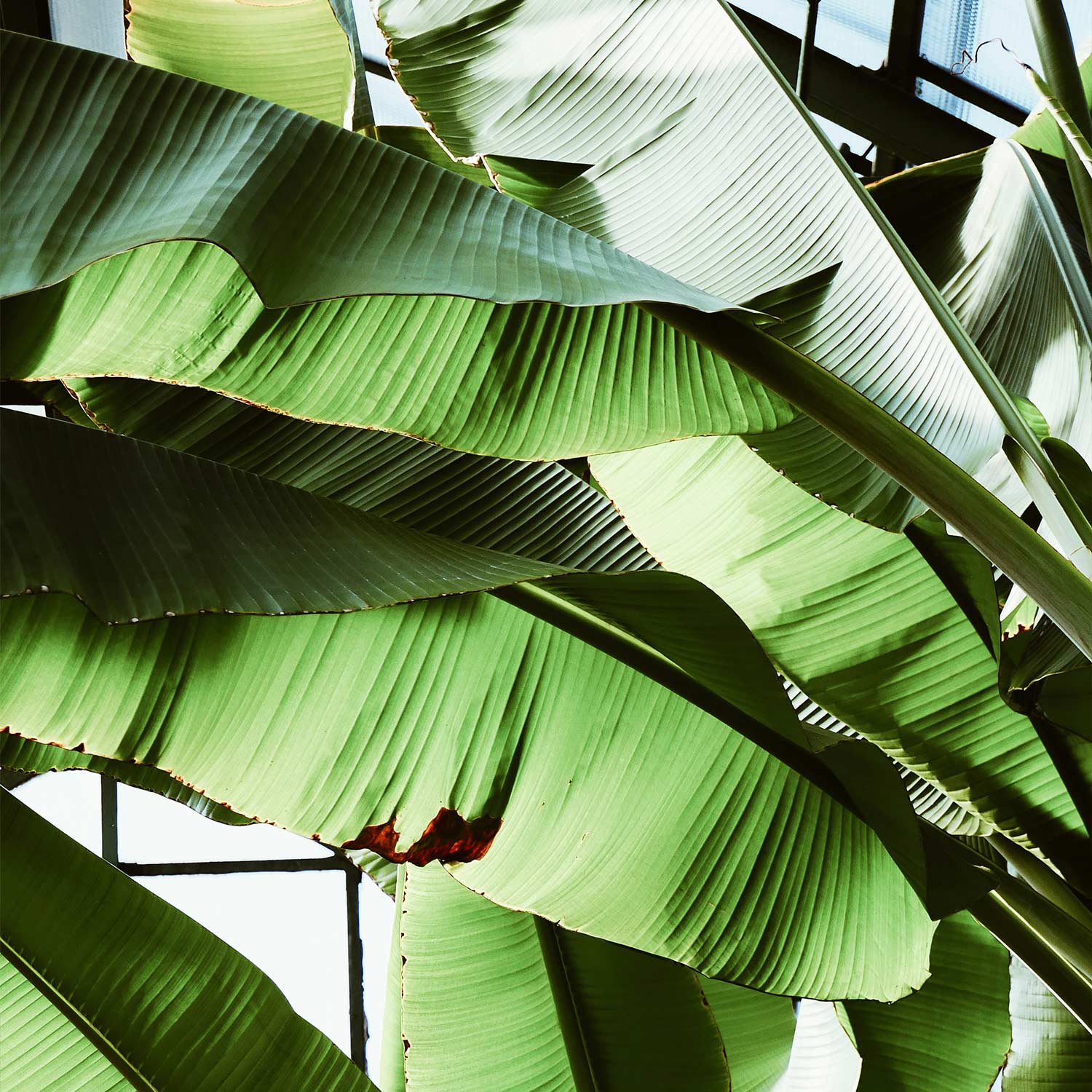 Musa 'Dwarf Cavendish'
