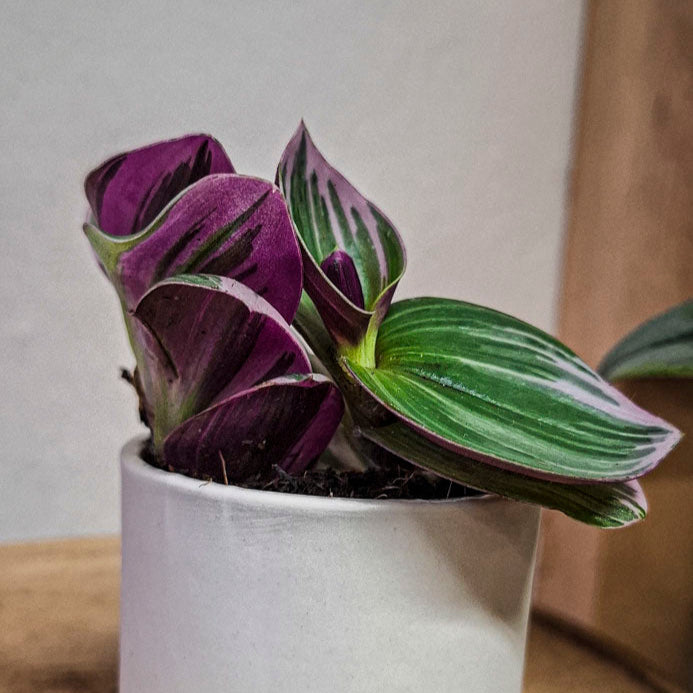 Tradescantia Nanouk Mini