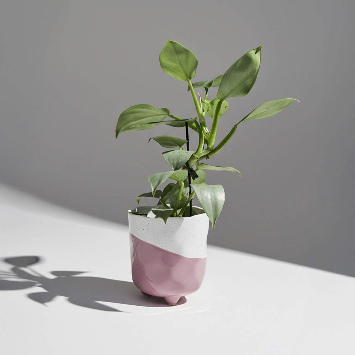 Philodendron hastatum "Silver Sword"