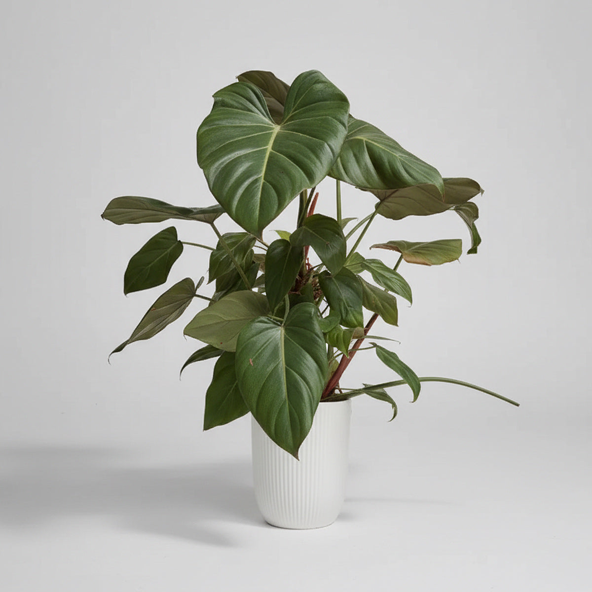 Philodendron Summer Glory