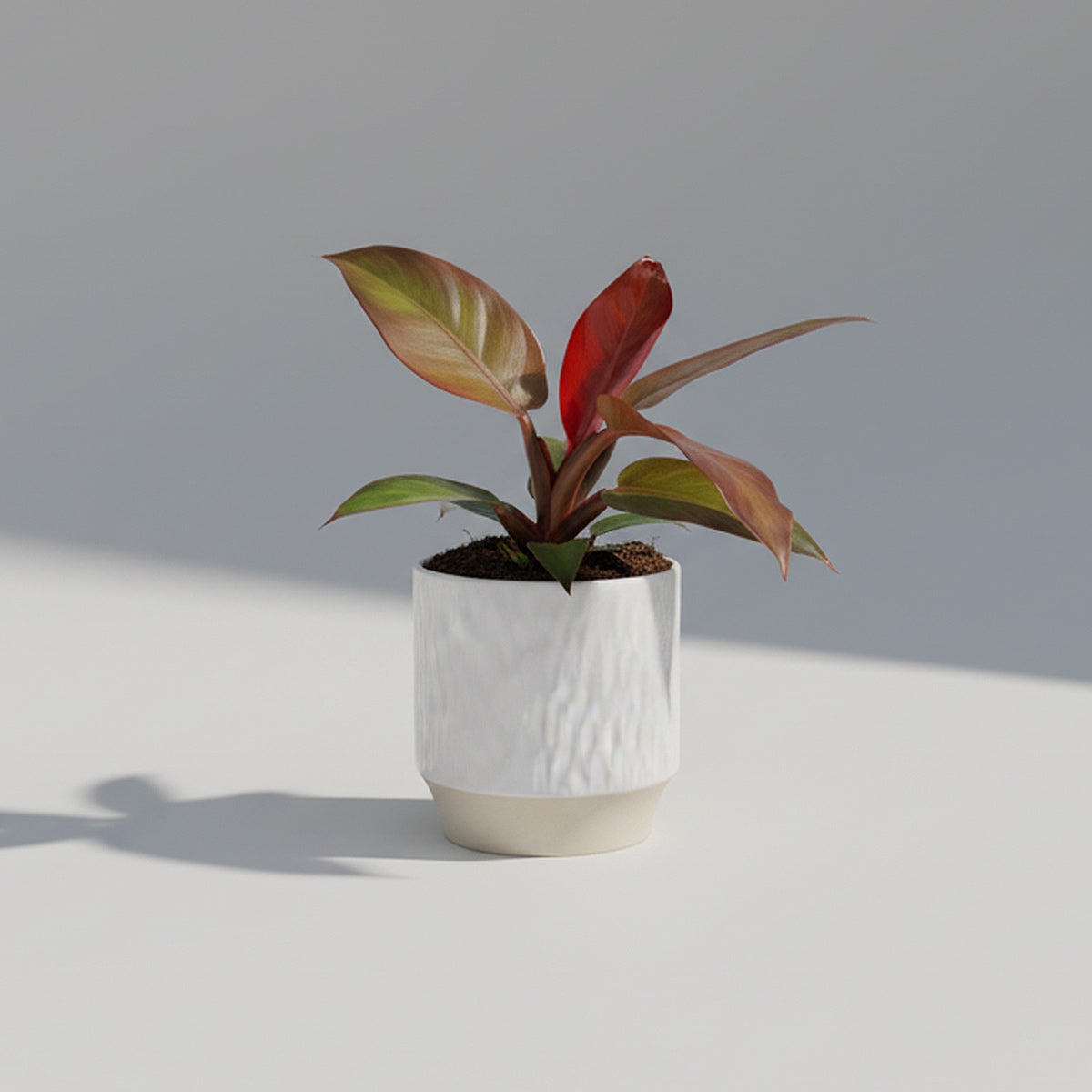 Philodendron ‘Red Sun’