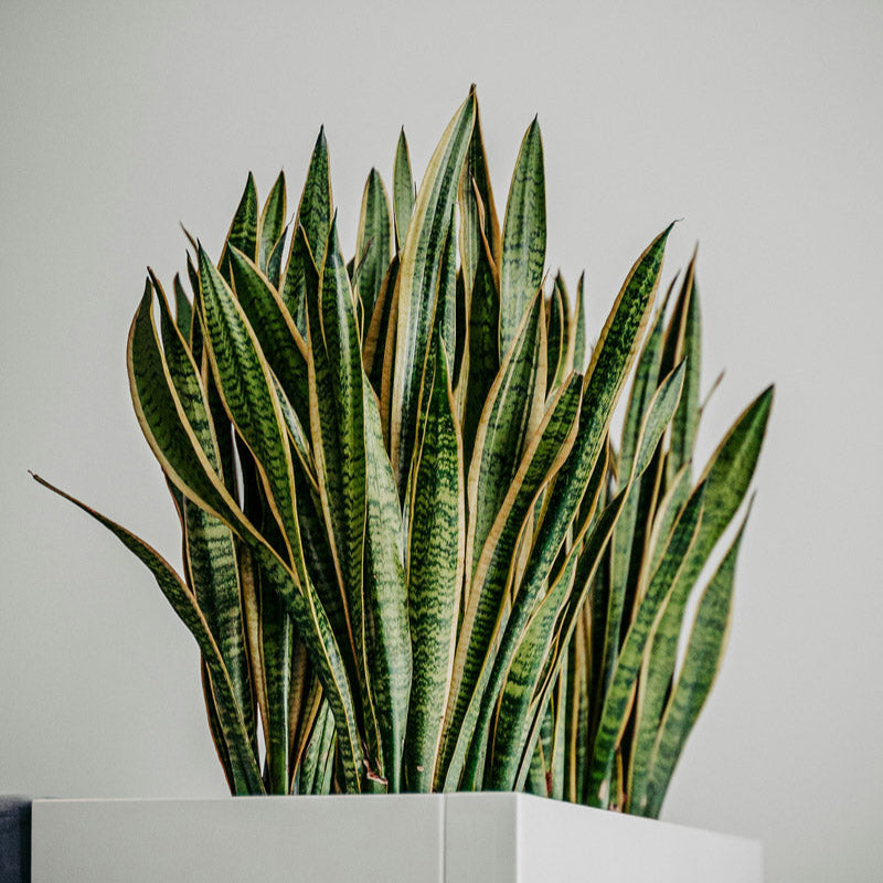 Plant Bros