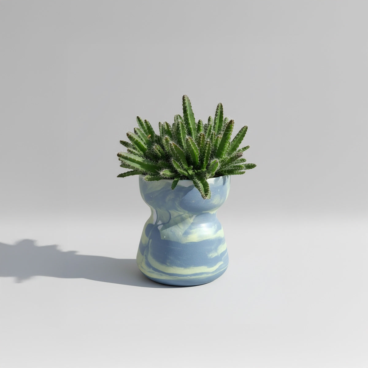 Hylocereus undatus (Dračie ovocie - Pitahaya)