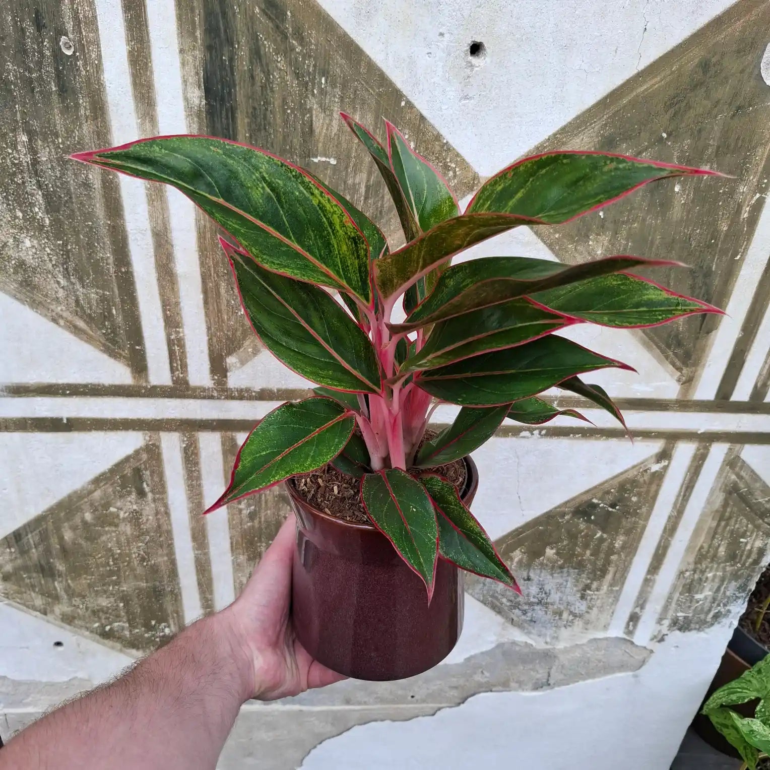 Aglaonema Crete