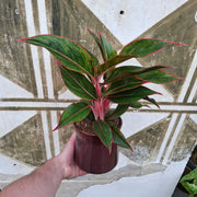 Aglaonema Crete