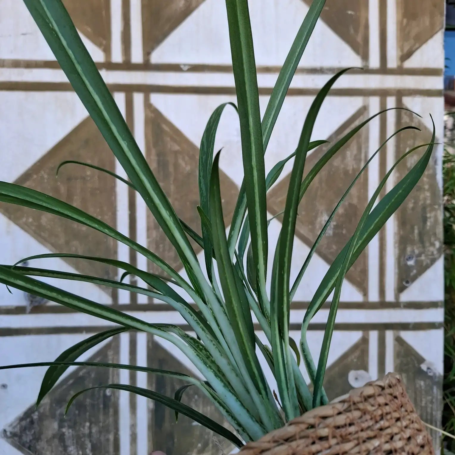 Aglaonema Slim Jim