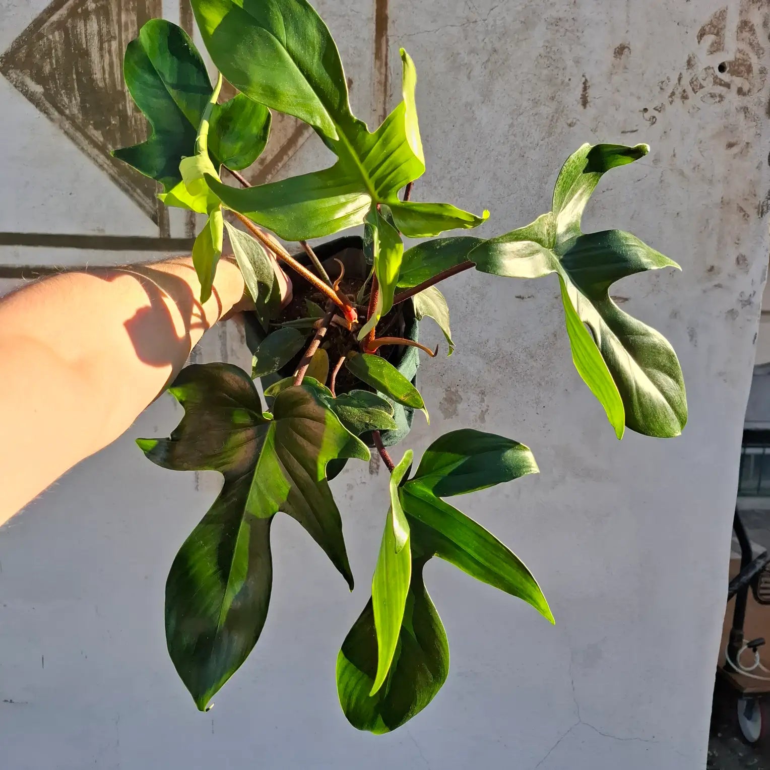Philodendron Florida Green XL