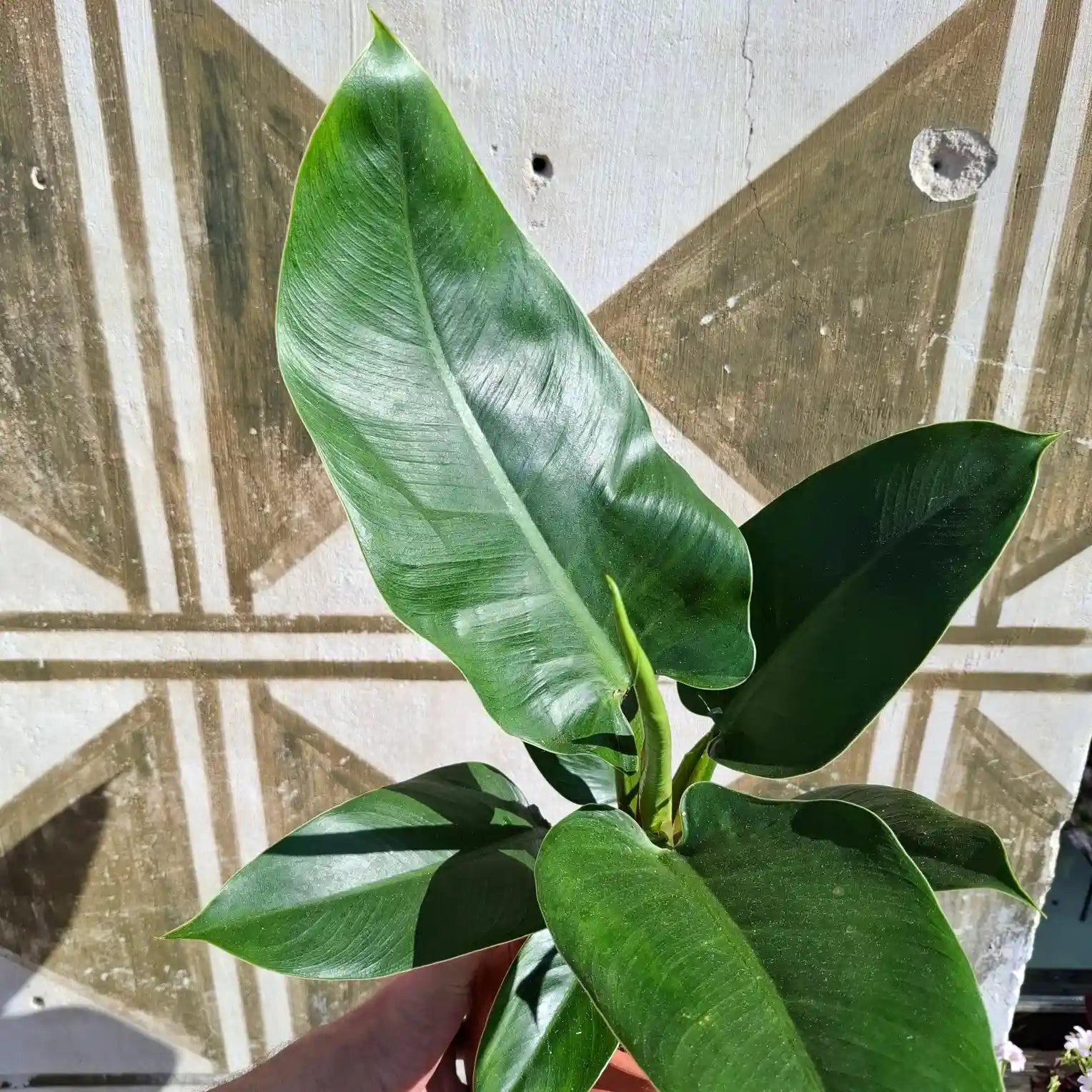 Philodendron Imperial Green