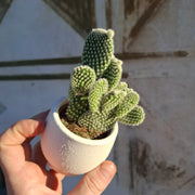 Opuntia microdasys var. albispina