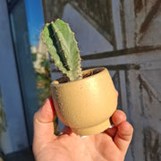 Stenocereus pruinosus