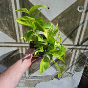 Epipremnum ‘Hicolor’