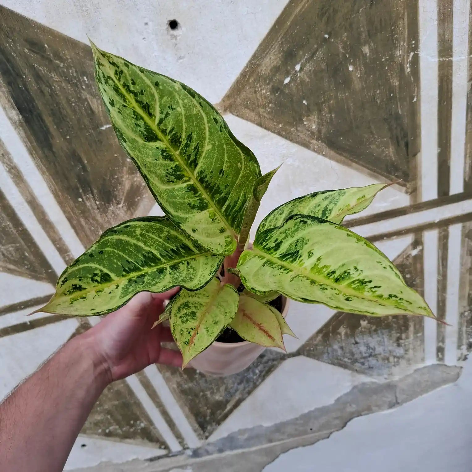 Aglaonema Chartreuse