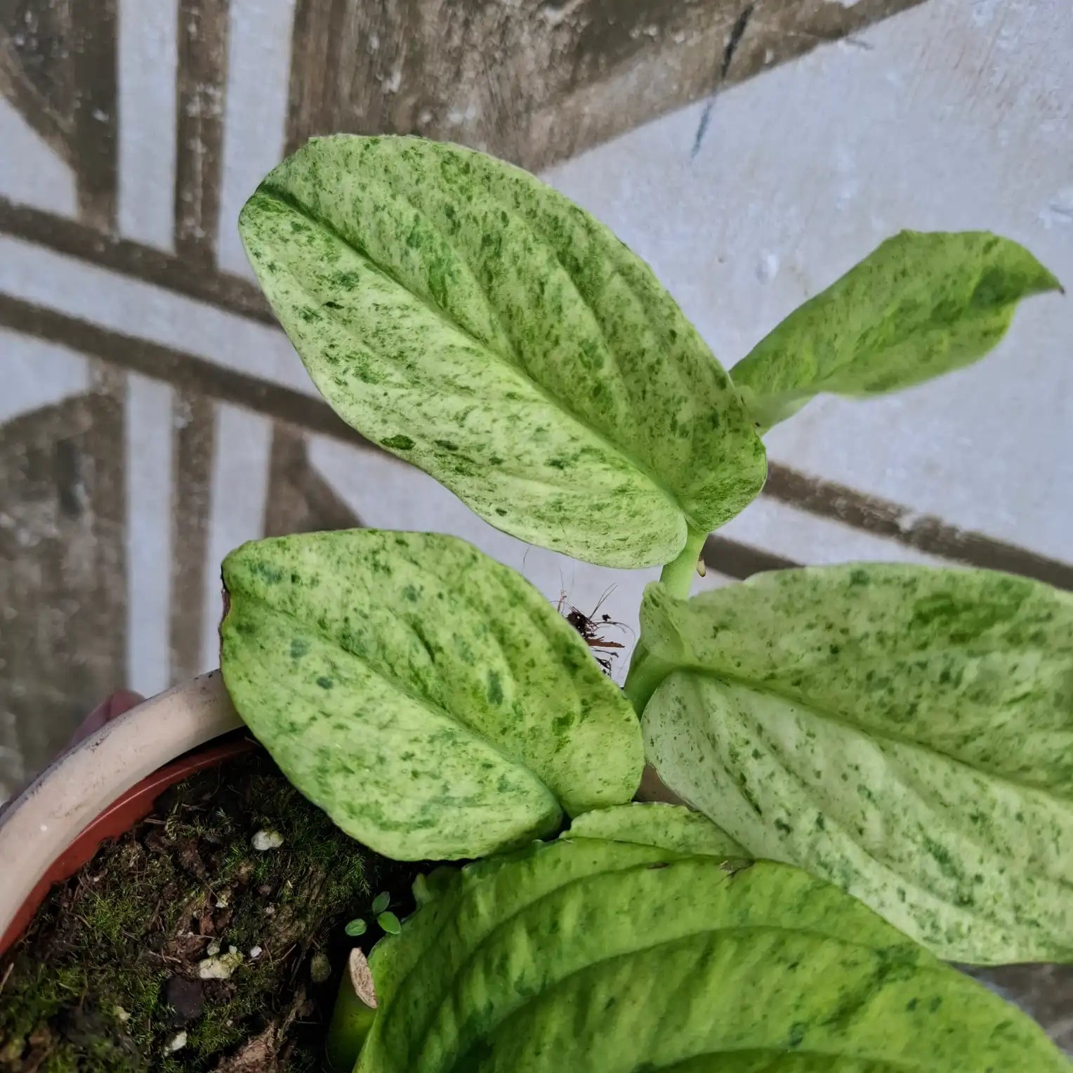 Rhaphidophora Korthalsii "Marble Aura"